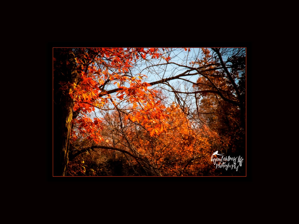 Orange Leaves at Natural Falls State Park